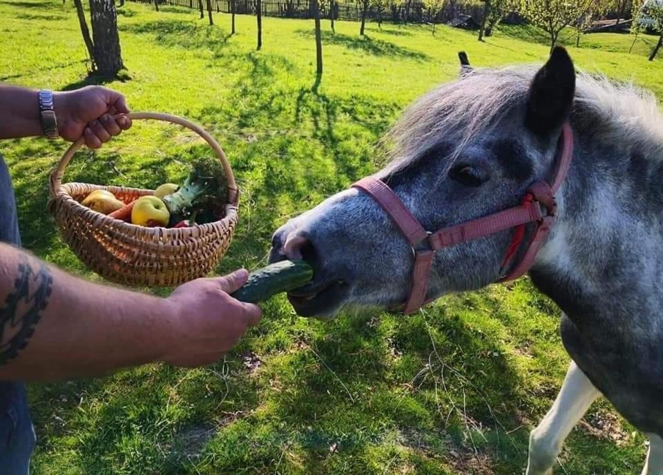 Pensiunea Gradina Ascunsa Bughea de Jos المظهر الخارجي الصورة